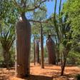 Arboretum d'Antsokay
