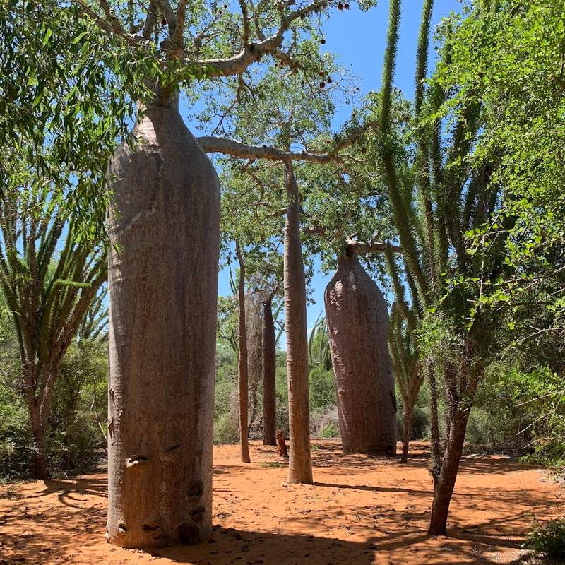 Arboretum d'Antsokay — Loisirs