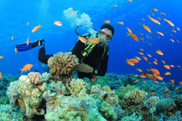 Tropical Diving — Loisirs