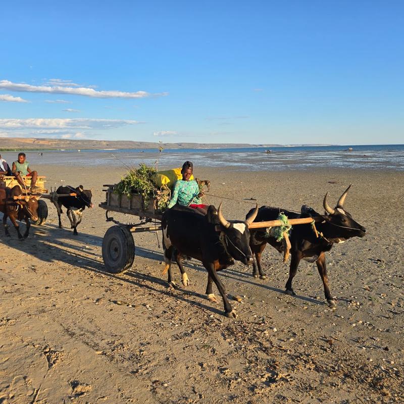 Madagascar Green Tours — Services