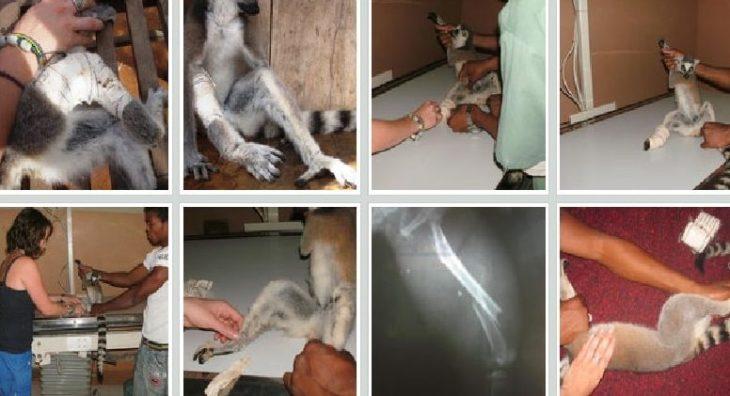 Lemur Rescue Madagascar — Autre