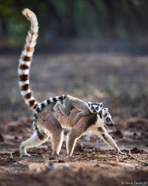 Lemur Rescue Madagascar — Autre