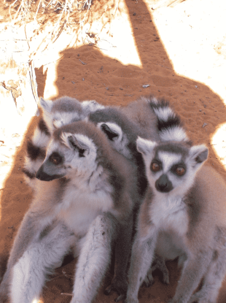 Lemur Rescue Madagascar — Autre
